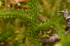 Lycopodium clavatum