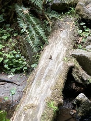 Troglodytes pacificus