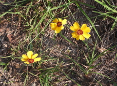 Thelesperma filifolium