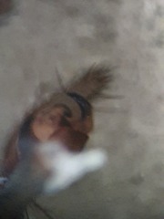 Inermocoelotes inermis