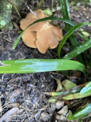 Hohenbuehelia petaloides