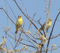 Crithagra mozambica