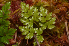 Coptis aspleniifolia