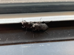Melanophila consputa