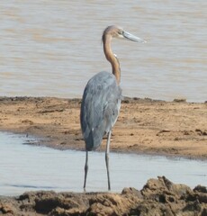Ardea goliath