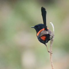 Malurus melanocephalus