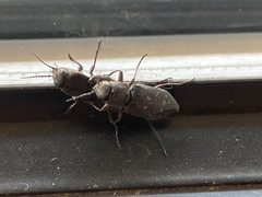 Melanophila consputa