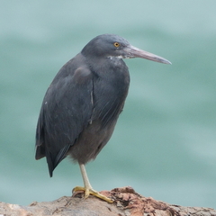 Egretta sacra
