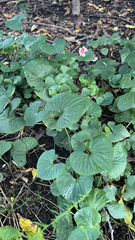 Viola