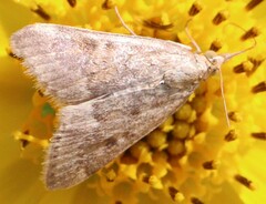 Achyra rantalis