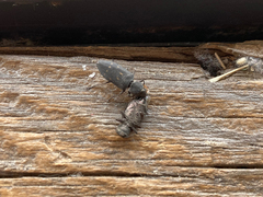 Melanophila consputa