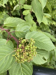 Cornus alternifolia
