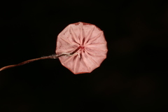 Marasmius haematocephalus