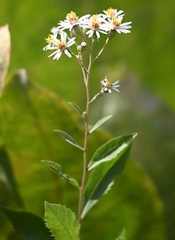 Eurybia radulina