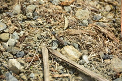 Cicindela oregona