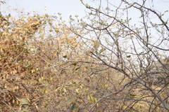 Combretum
