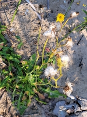 Sonchus arvensis arvensis