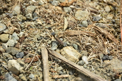 Cicindela oregona