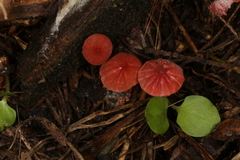 Marasmius haematocephalus