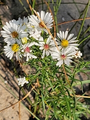 Symphyotrichum pilosum