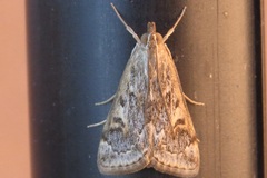 Loxostege allectalis