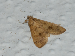 Asciodes gordialis