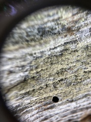 Lecanora expallens