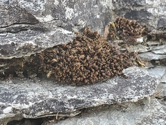 Orthotrichum anomalum