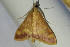 Pyrausta pseudonythesalis