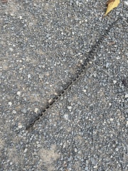 Pantherophis alleghaniensis