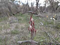 Caladenia chapmanii