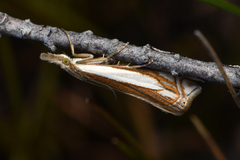 Crambus pascuella
