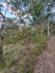 Pultenaea spinosa