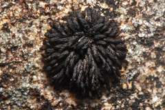 Andreaea