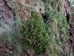 Dicranum fuscescens