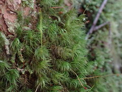 Dicranum fuscescens