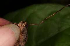 Marasmius haematocephalus