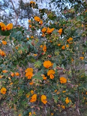 Pultenaea spinosa