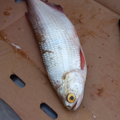 Hiodon alosoides