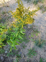 Solidago