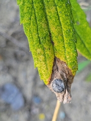 Asteromyia carbonifera