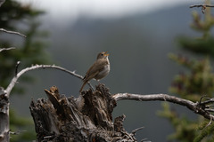 Catharus guttatus auduboni