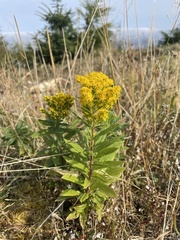 Solidago lepida