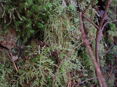 Pseudisothecium stoloniferum