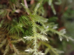 Pseudisothecium stoloniferum