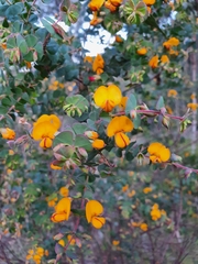 Pultenaea spinosa