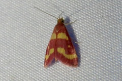 Pyrausta tyralis