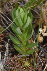 Gentiana sceptrum