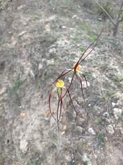 Caladenia chapmanii