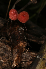 Marasmius haematocephalus